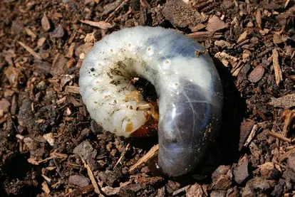 white grub