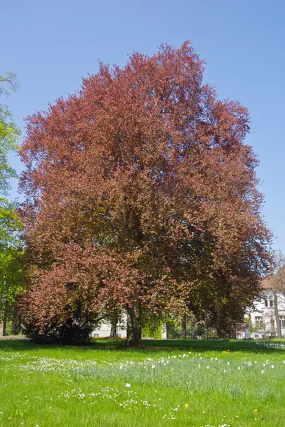 fagus sylvatica purpurea