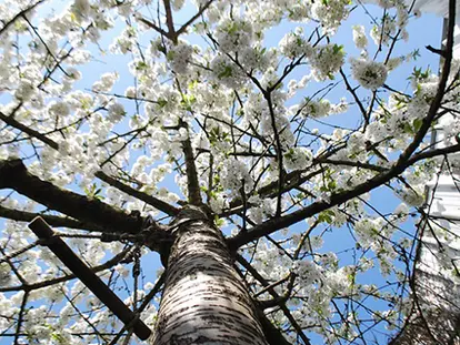 Cherry Tree