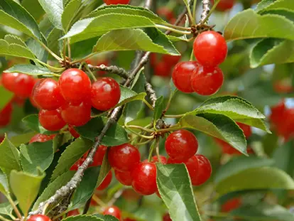 Montmorency Cherries