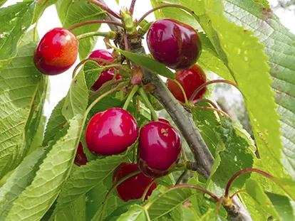 Meteor Cherries