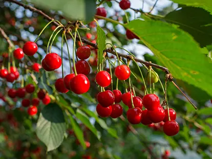 Stella Cherries