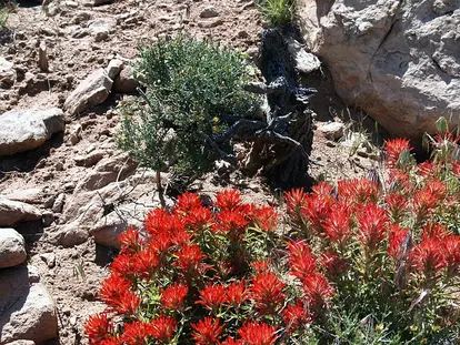 indian paint brush