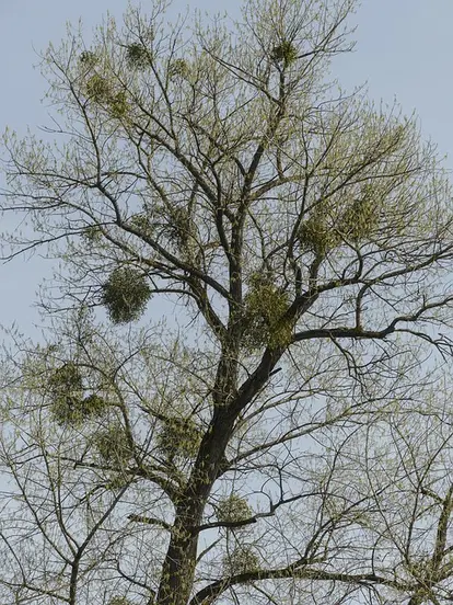 mistletoe in tree