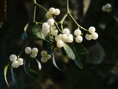 mistletoe up close
