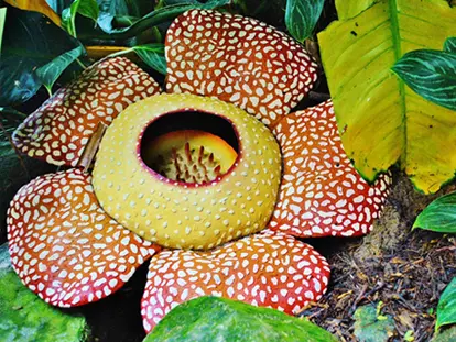 Corpse Flower