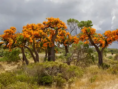 Australian Christmas Tree