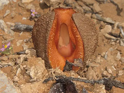 Hydnora Africana, ©  Derek Keats | Flickr.com,  https://www.flickr.com/photos/dkeats/3059984915/in/photolist-