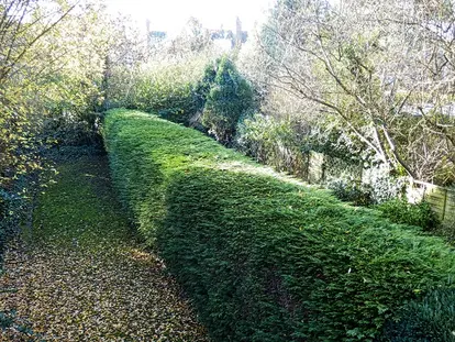 dense hedge