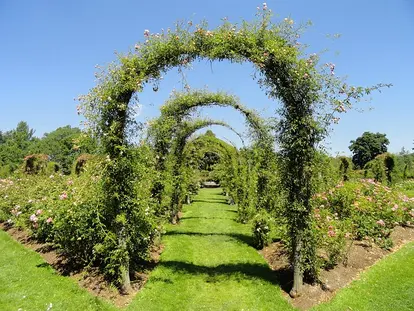 trellis