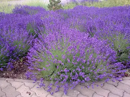 lavender planting