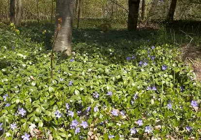 vinca