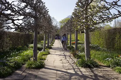 pleached trees