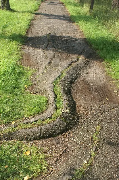 sidewalk damage