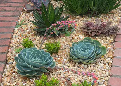 Succulents in gravel