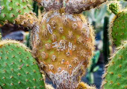 Mealy bugs damage on cacti