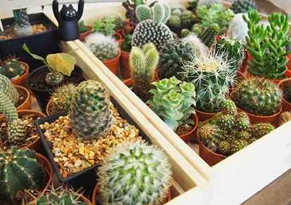 Succulents in containers