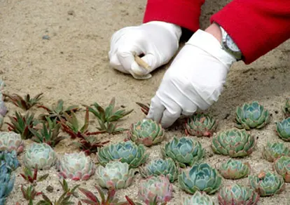 Planting succulents from pups