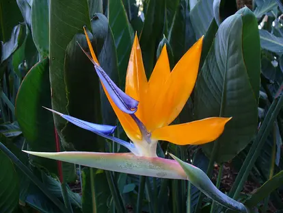 strelitzia flower