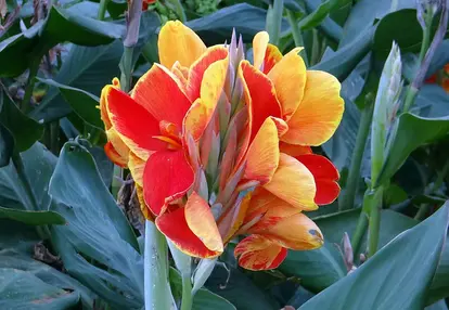 canna flower
