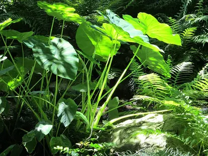colocasia