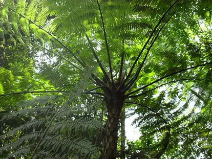 tree fern