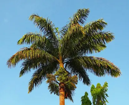 royal palm