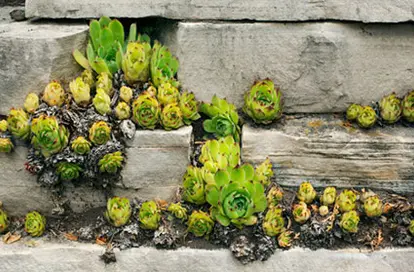 Succulents in rocky ledge