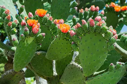 Prickly pear cactus