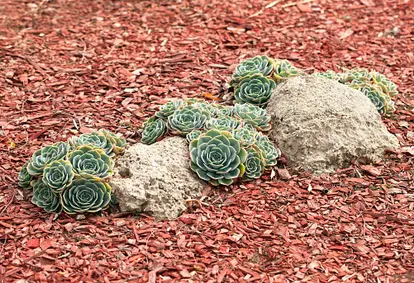 Echeveria glauca