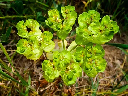 Spurge