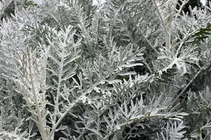Silver plant - Senecio cineraria