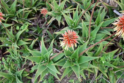 Aloe vera