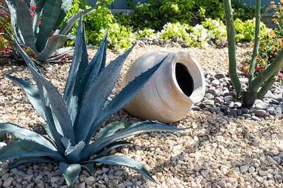 Agave in garden