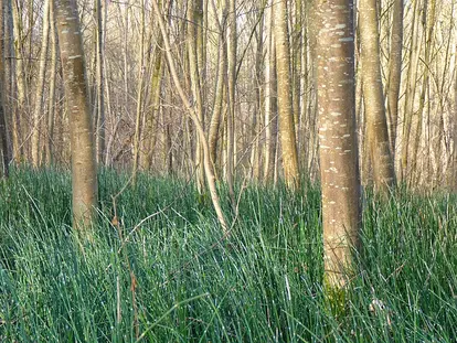 horsetail in forested wetland