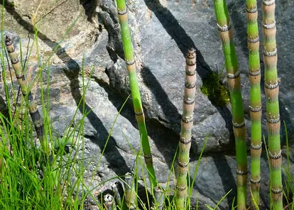 horsetail sprout