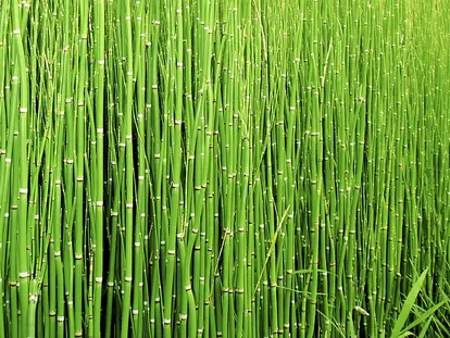 horsetail screen