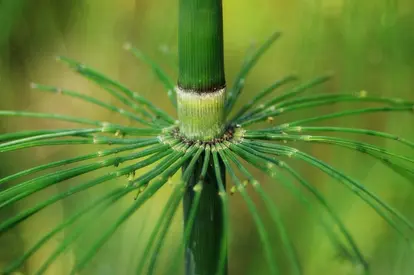 field horsetail