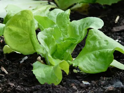 lettuce
