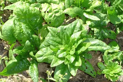 spinach