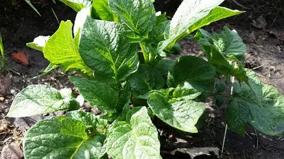 potato plant