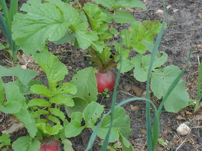 beets