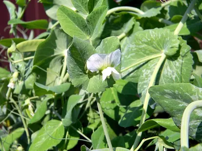 pea vine
