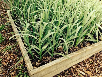 garlic plants