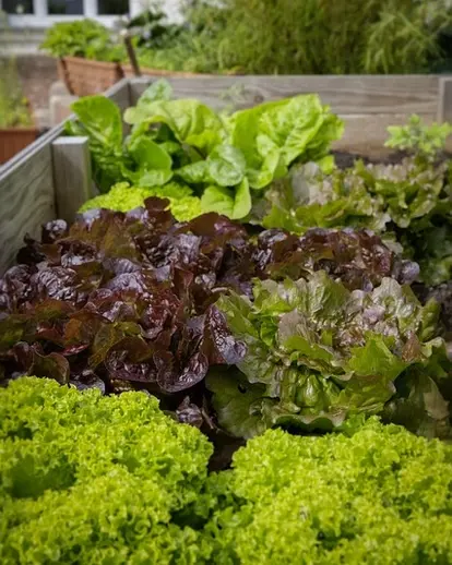 vegetable bed