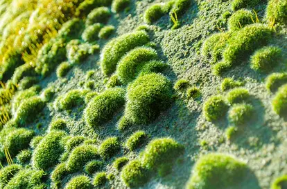 moss patch
