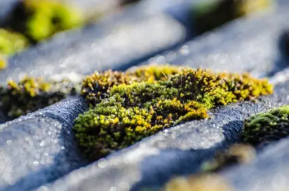 mossy roof