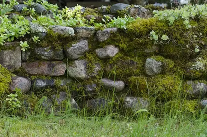 moss on a wall