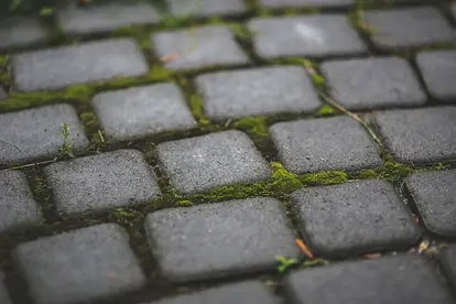 moss between stones