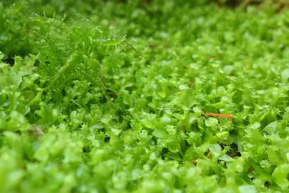 green moss - https://pixabay.com/en/moss-green-plant-growth-nature-455012/